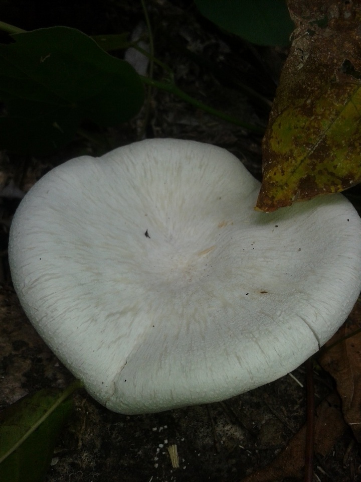 Lentinus scleropus image