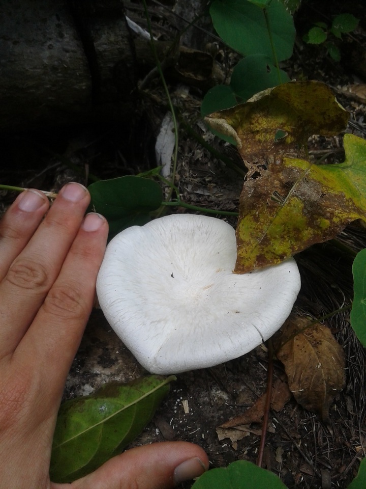 Lentinus scleropus image