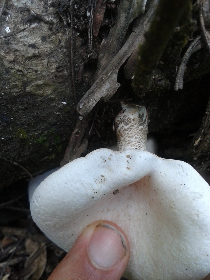 Lentinus scleropus image