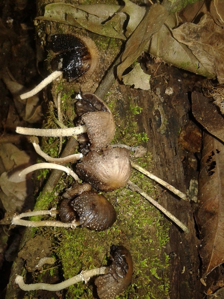 Psathyrella tuberculata image