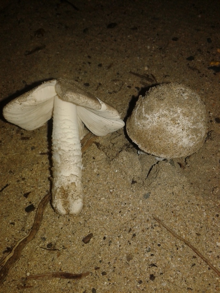 Amanita arenicola image
