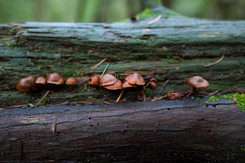 Gymnopilus oregonensis image