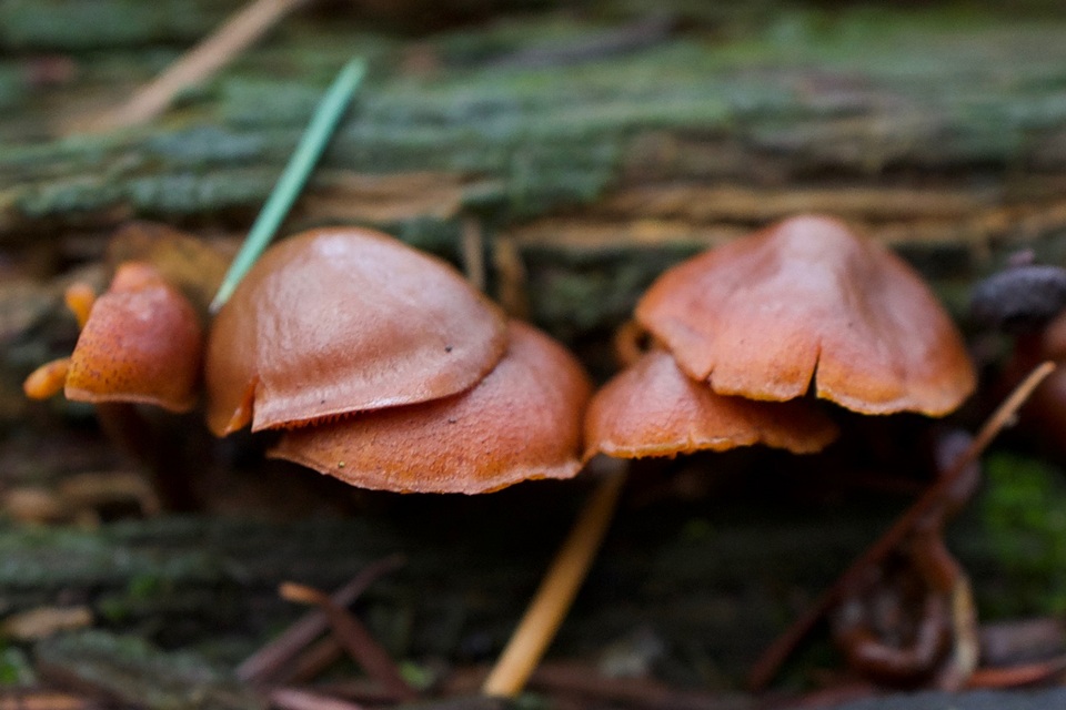 Gymnopilus oregonensis image