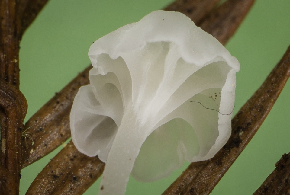 Hemimycena pseudocrispula image