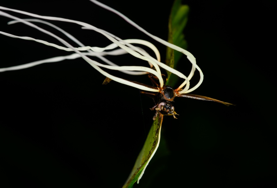 Hirsutella saussurei image