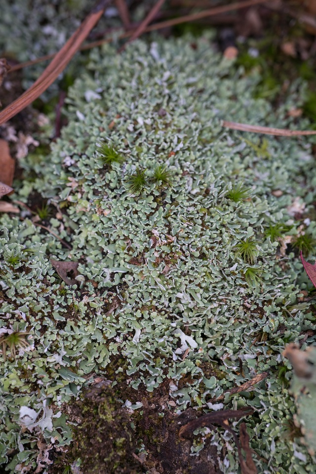 Cladonia petrophila image
