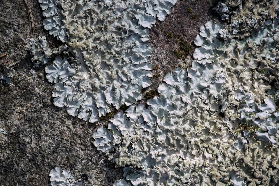 Parmotrema xanthinum image