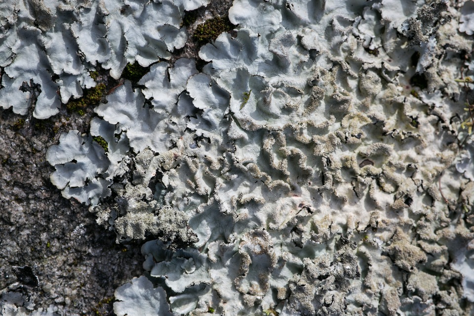 Parmotrema xanthinum image