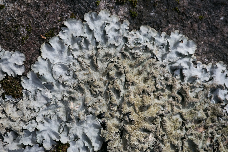 Parmotrema xanthinum image