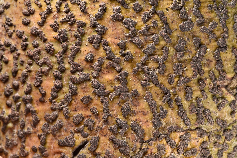 Bathelium carolinianum image