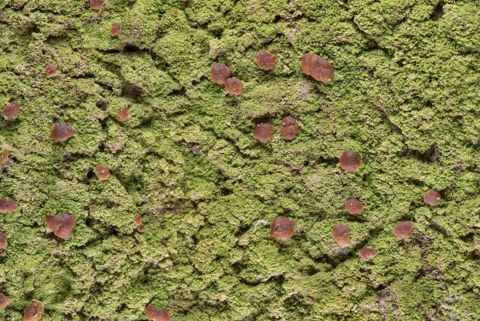 Phyllopsora confusa image
