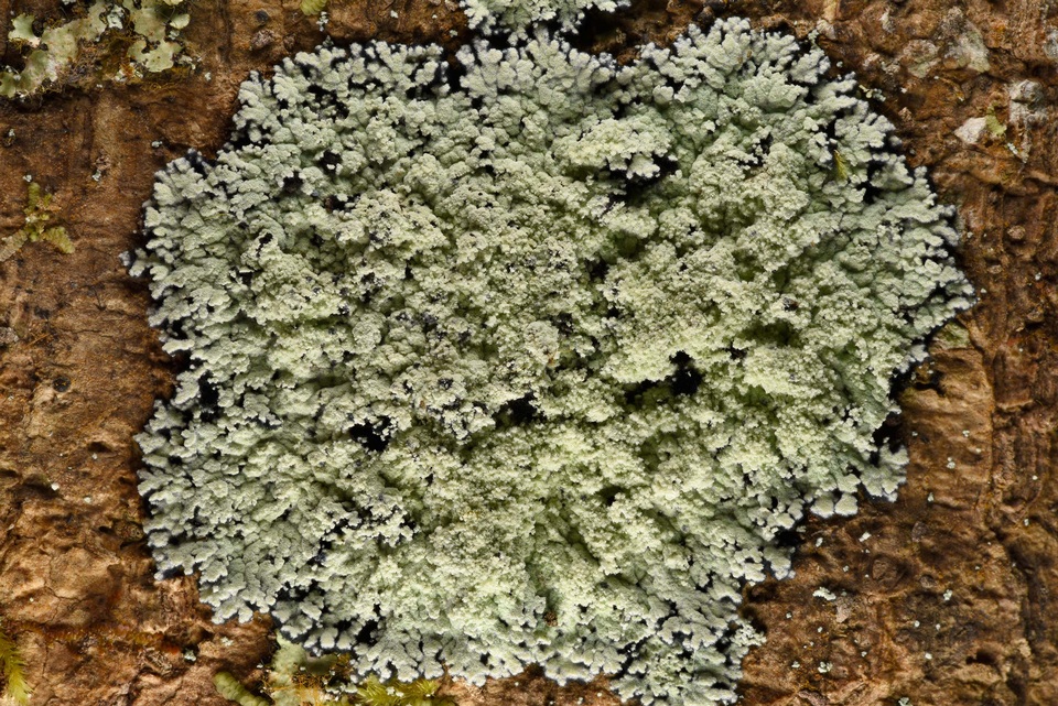 Phyllopsora pyxinoides image