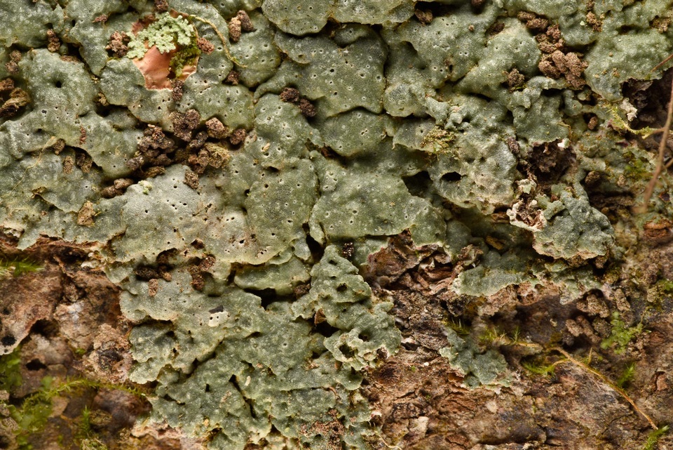 Myriotrema rugiferum image