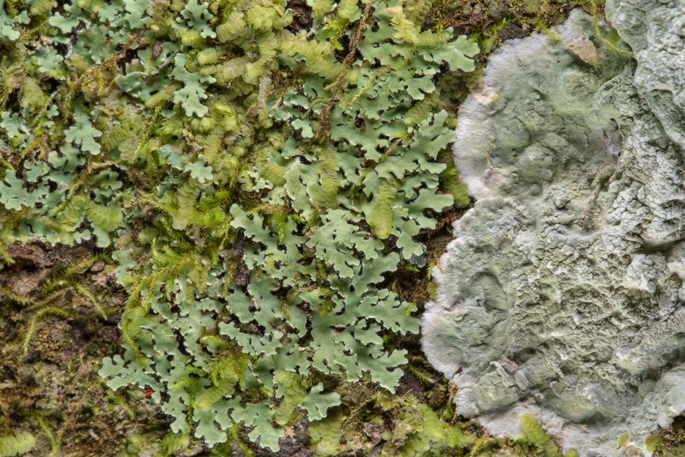 Cryptothecia striata image