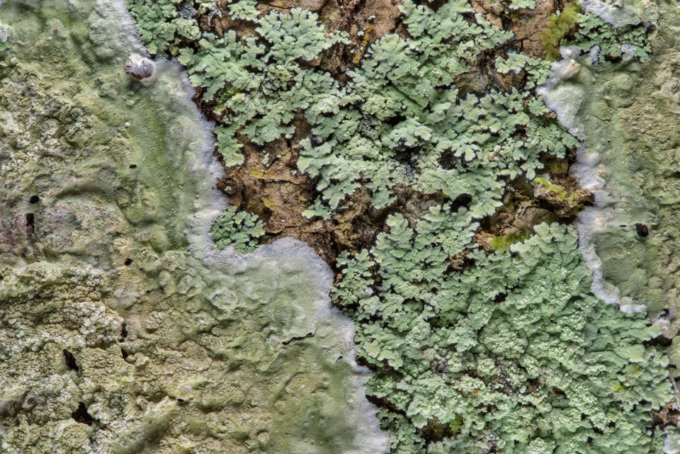 Cryptothecia striata image
