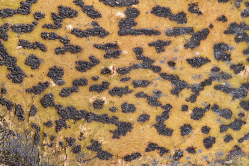 Pyrenula anomala image