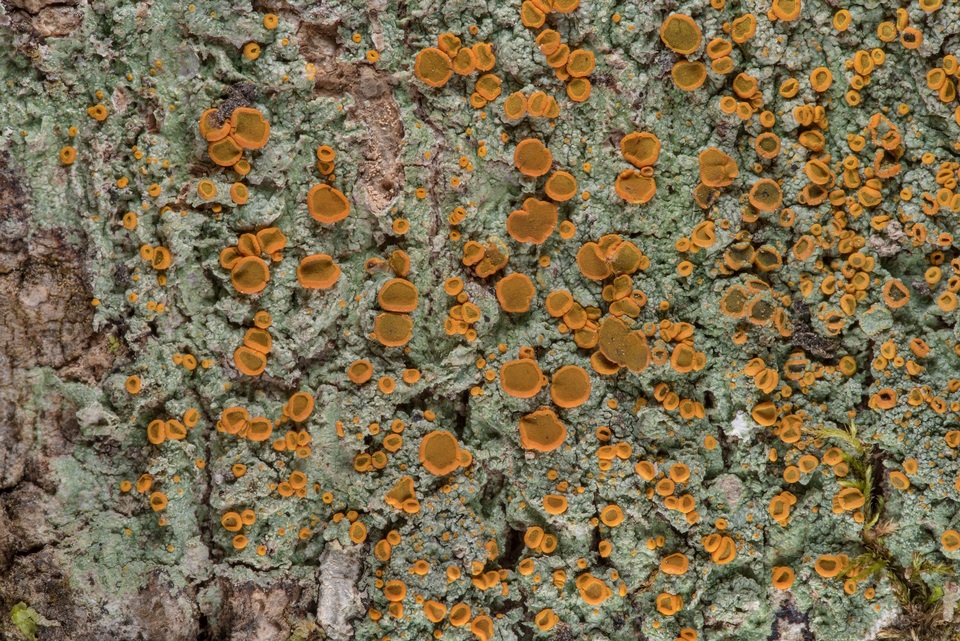 Brigantiaea image