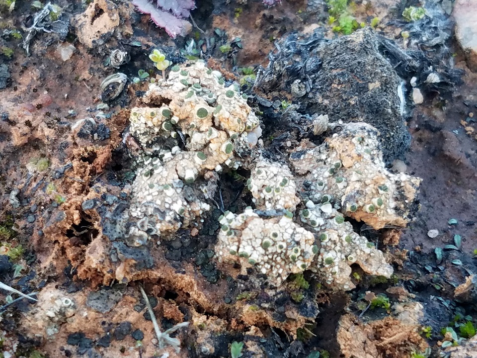 Texosporium sancti-jacobi image