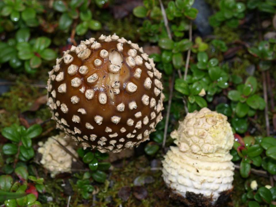 Amanita regalis image