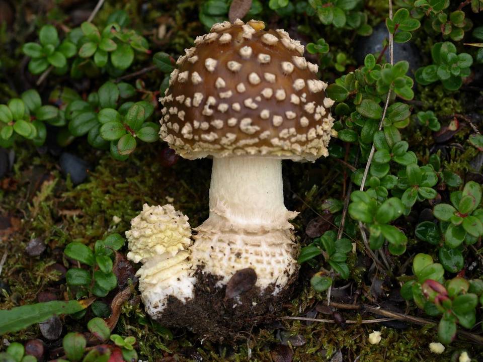 Amanita regalis image