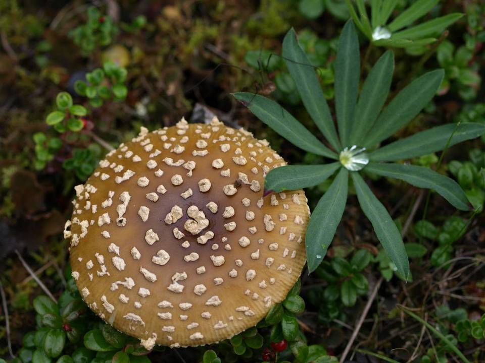 Amanita regalis image