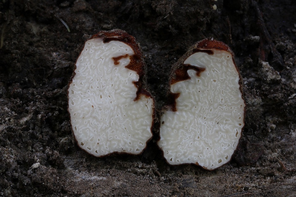 Balsamia polysperma image