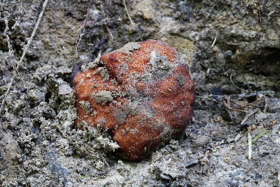 Balsamia polysperma image