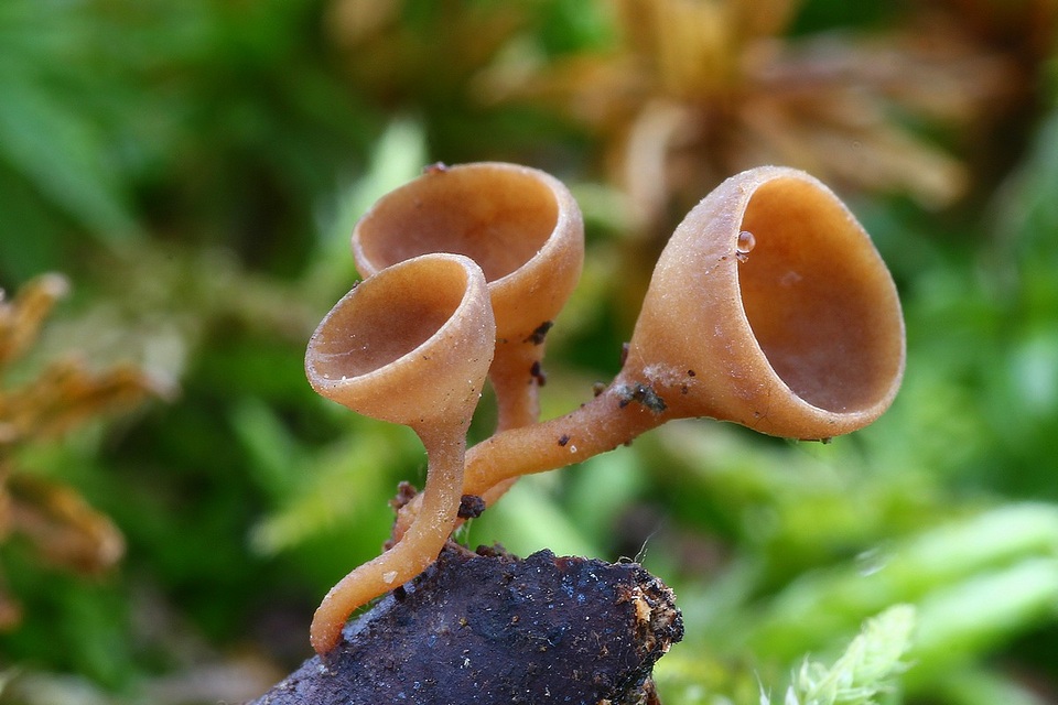Rutstroemia image