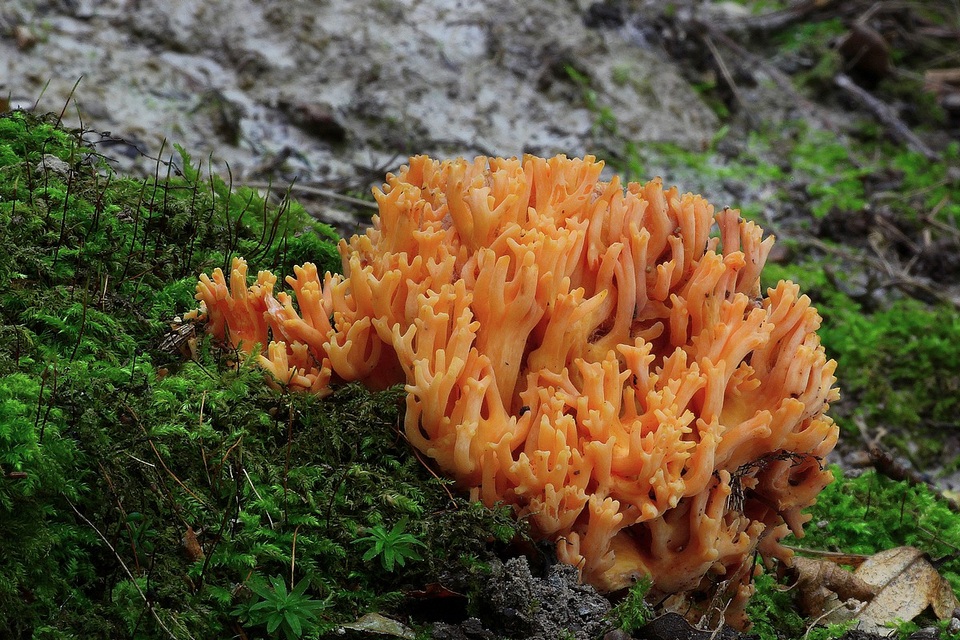 Ramaria subbotrytis image