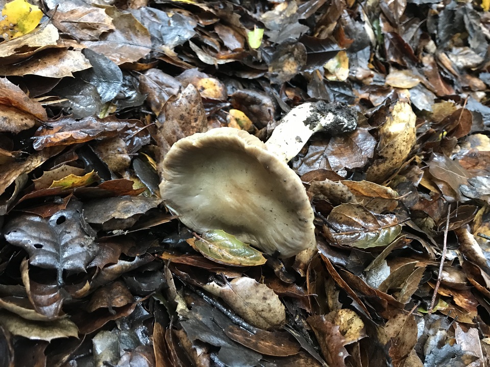 Entoloma cinereolamellatum image