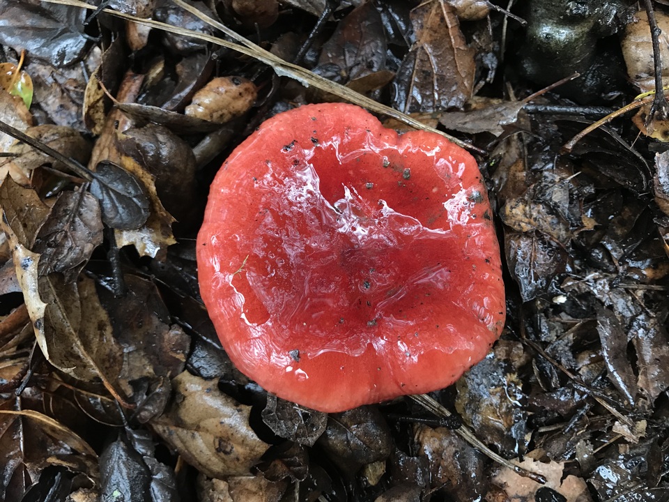 Russula rhodocephala image