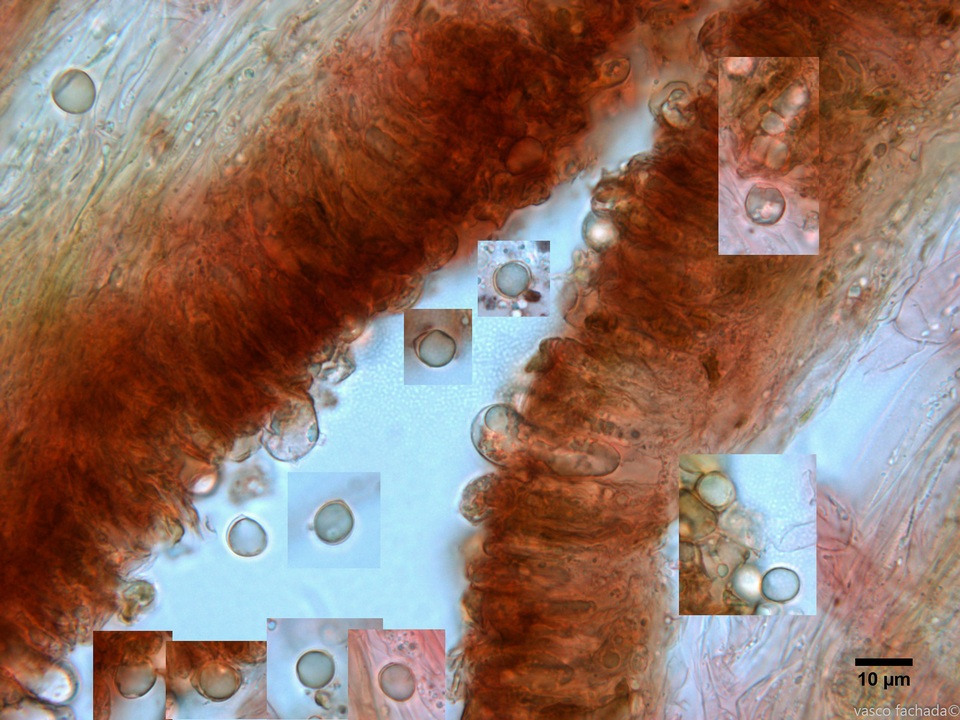 Tricholoma viridifucatum image