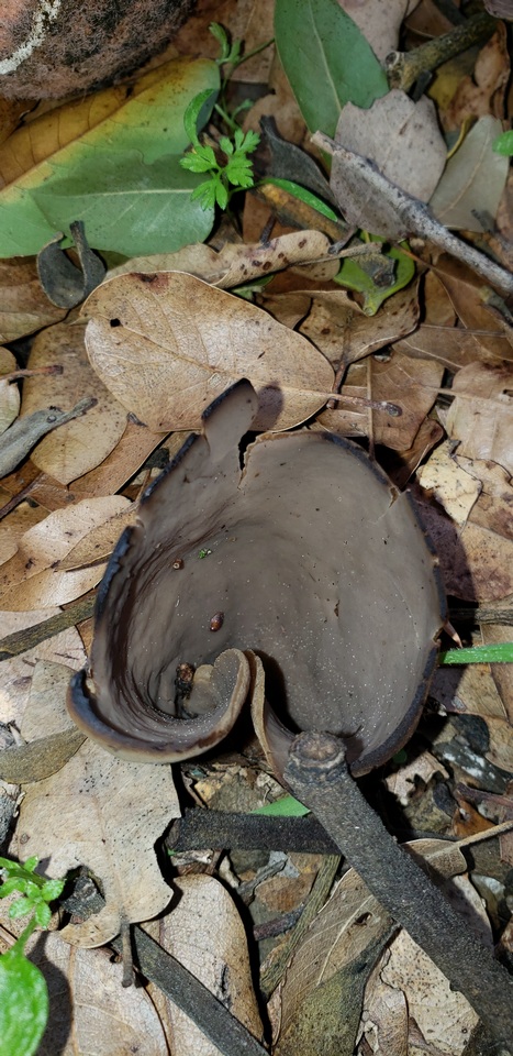Otidea smithii image