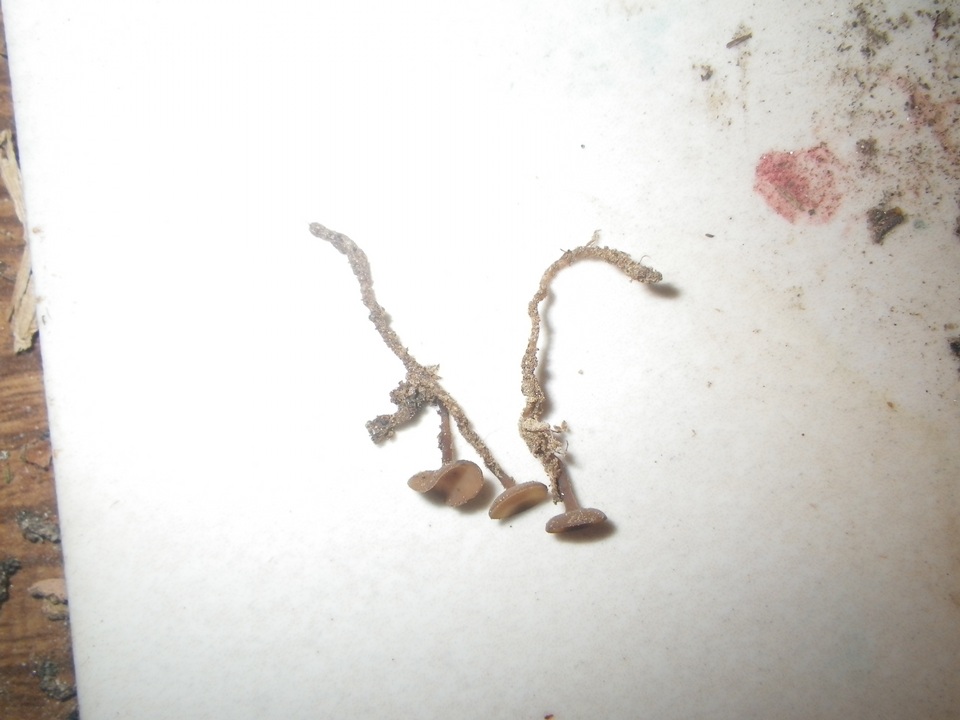 Ciborinia camelliae image