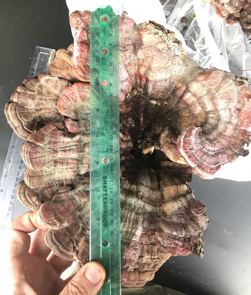 Ganoderma weberianum image