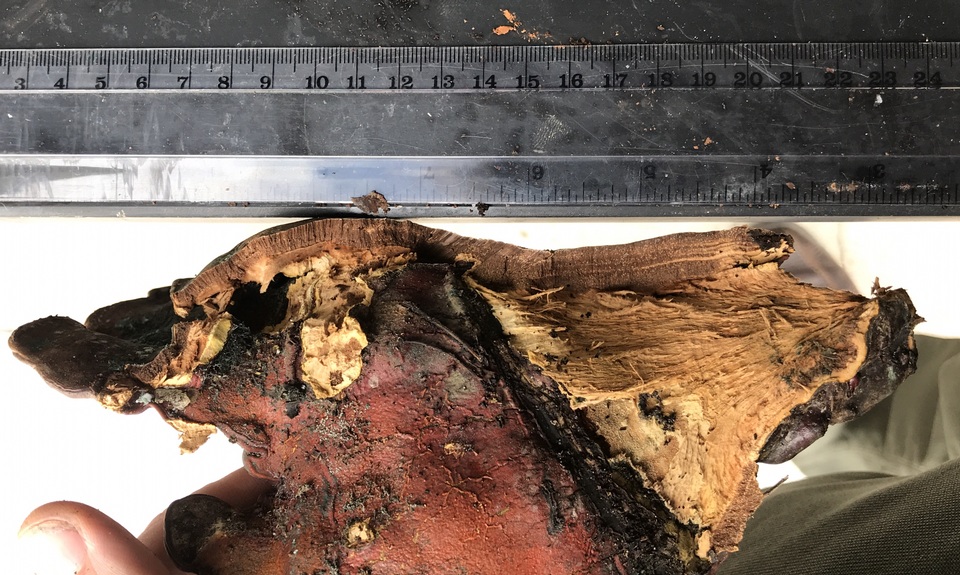 Ganoderma weberianum image