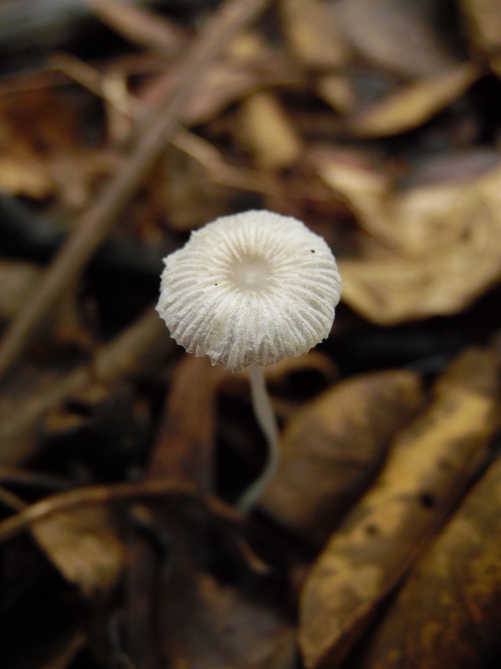 Mycena rhenana image