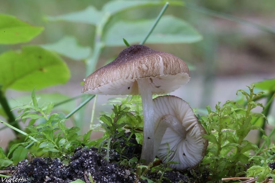 Pluteus diettrichii image