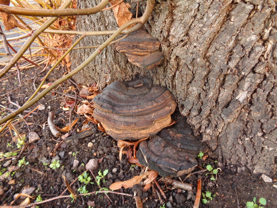 Ganoderma adspersum image