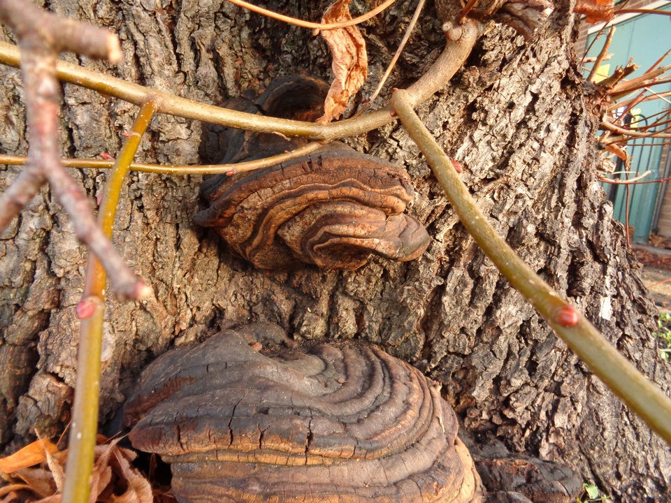 Ganoderma adspersum image