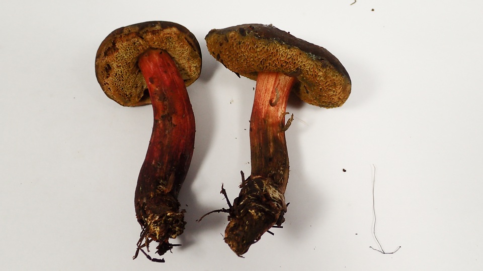 Xerocomellus diffractus image