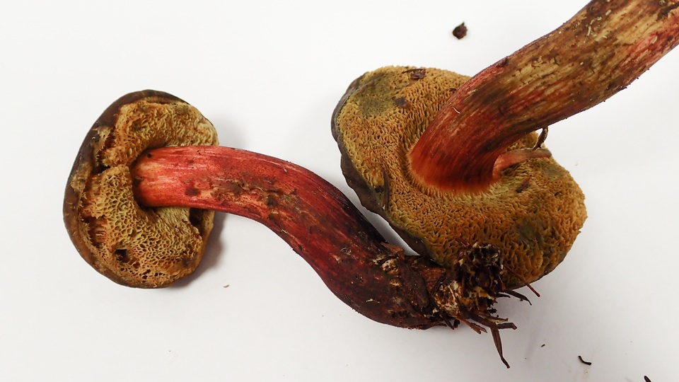 Xerocomellus diffractus image