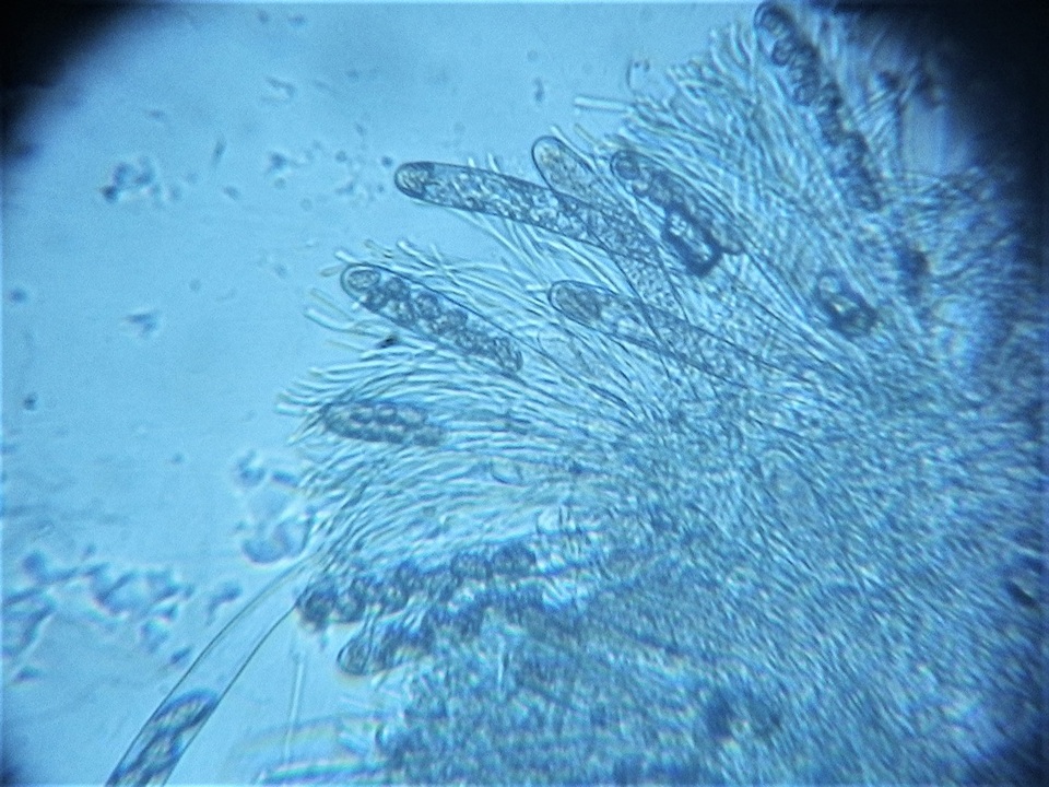 Mniaecia jungermanniae image