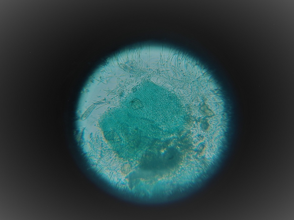 Mniaecia image