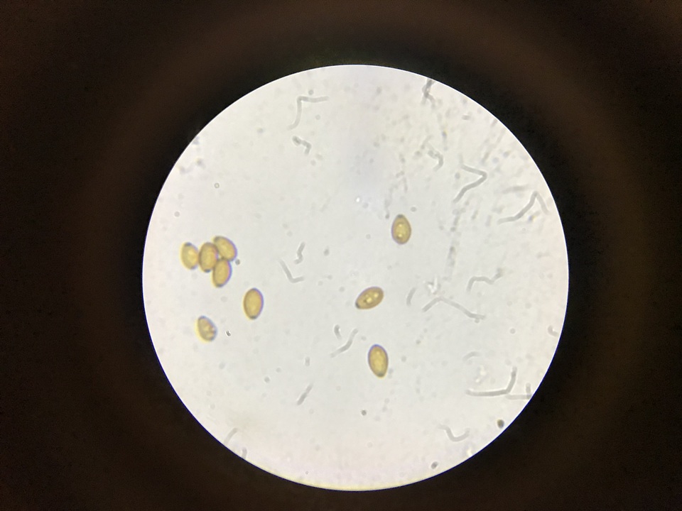 Bolbitius expansus image