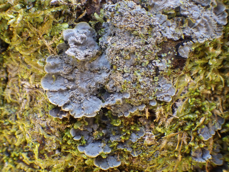 Degelia cyanoloma image