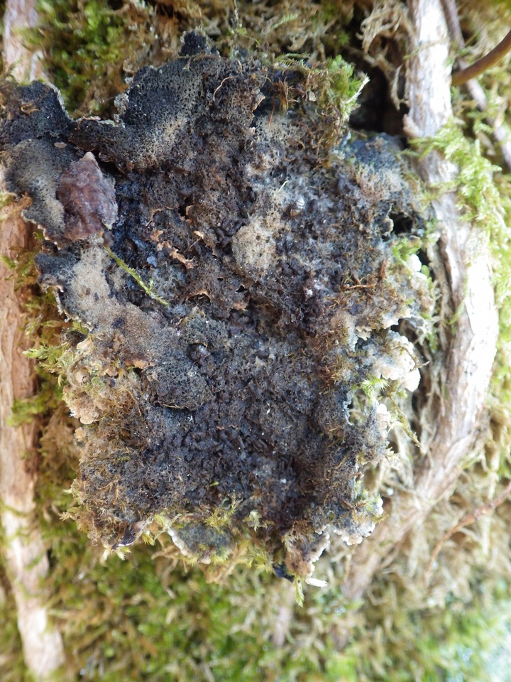 Degelia cyanoloma image