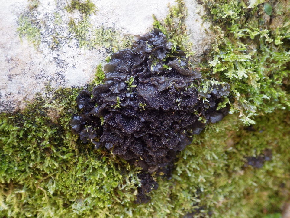 Collema auriforme image