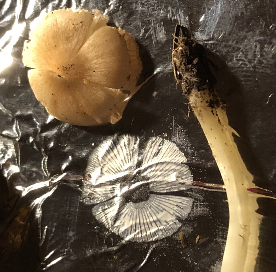 Leucoinocybe lenta image