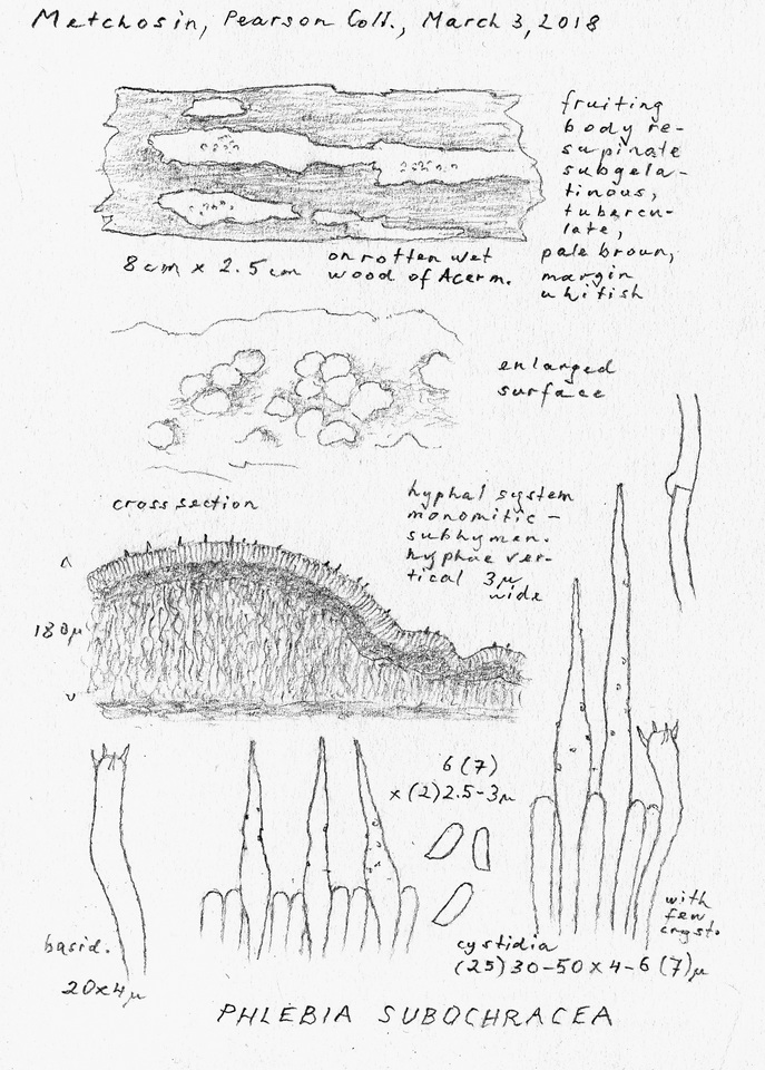Phlebia subochracea image